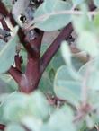 The red bark of Arctostaphylos glandulosa crassifolia, Del Mar manzanita - grid24_24