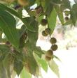 This photo shows the fruits of Platanus racemosa, California Sycamore, and each spherical ball contains many fruits.  - grid24_24