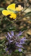 Dogface Butterfly landing on a Salvia Pozo Blue, with his wings open. - grid24_24