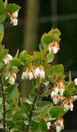 Flowers of Pecho manzanita, Arctostaphylos pechoensis. - grid24_24