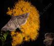 Ericameria arborescens, Golden Fleece after dark