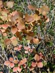 Crataegus douglasii Western Thorn Apple