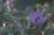 Malacothamnus fremontii, Fremont's Bush Mallow - grid24_24