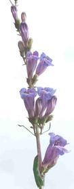 Penstemon speciosus, Sagebrush Penstemon