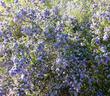 This California Lilac grows between Arroyo Grande and Santa Maria