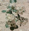 Ceanothus crassifolius Hoary-leaved Ceanothus grows in the hills around Corona - grid24_24