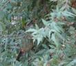 A Thrasher with a Mahonia nevinii, (syn. Berberis nevinii) Nevin's Barberry berry in his beak. - grid24_24