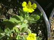 Mimulus primuloides, Monkey Moss, is a cheerful, fuzzy-leafed small, soft perennial
