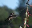 Penstemon centranthifolius, Scarlet Bugler is a California Flower the hummingbirds love.