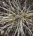 Stipa comata Needle and thread grass - grid24_24