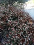 California Buckwheat, Eriogonum fasciculatum foliolosum, showing fall color.  - grid24_24