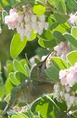 Anna Hummingbird working the flowers of mama bear manzanita - grid24_24