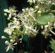 Western White Clematis, Clematis ligusticifolia looks like a vine with white fireworks.