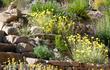 Baileya multiradiata, Desert Marigold, in flower in a cultivated desert landscape.  - grid24_24