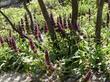 A clump of Salvia spathacea, Hummingbird Sage as groundcover under Desert Willow next to Sulfur Buckwheat.