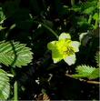 Potentilla anserina ssp. pacifica Pacific Silverweed - grid24_24