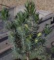 Pinus quadrifolia, Parry Pinyon, a very slow growing pine, in the nursery at Santa Margarita, California.