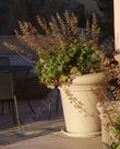 Heuchera maxima, Island Alum Root, seems to grow well in pots also, as shown in this photo taken near a storefront in San Luis Obispo, California.  - grid24_24