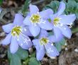 Polemonium pulcherrimum, Western Sky Pilot blue flowers