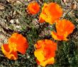 California Poppies are many colors, these are hot orange