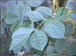 Fraxinus latifolia X velutina, Oregon X Velvet Ash, is a natural hybrid located where the two species meet.