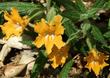 Conejo Monkey flowers