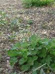 Heuchera maxima, Island Alum Root, grows excellently under Quercus agrifolia, in oak leaf mulch, as shown in this photo with Sanicula crassicaulis.  - grid24_24