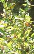 Prunus virginiana melanocarpa, Black chokecherry with Goldfinches