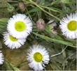 Erigeron philadelphicus, Philadelphia fleabane - grid24_24