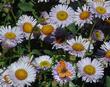 Erigeron glaucus Cape Sebastian Seaside Daisy  with a butterfly