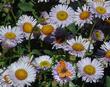 Erigeron glaucus Cape Sebastian Seaside Daisy  with a butterfly - grid24_24