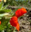Here you can see a side view of a flower of Mimulus cardinalis, Scarlet Monkey Flower.