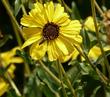 Encelia californica - California encelia, California brittlebush, bush sunflower 