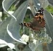 Eriodictyon tomentosum Woolly Yerba Santa.with a Painted Lady