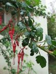 Ribes speciosum, Fuchsia-Flowered Gooseberry, here showing wonderful contrast between the red flowers, shiny green leaves, and the white plaster 1940's era house wall in King City, California.     Fuchsia Flowered Gooseberry   grows well in  much of California, Oregon, and coastal Washington, but it is native from about San Jose, south.         