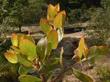 Arctostaphylos tomentosa leaves - grid24_24