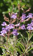 Penstemon laetus, Gay Pentstemon