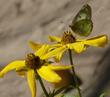 Bidens laevis Joaquin Sunflower with an Orange Sulphur butterfly, Colias eurytheme