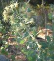 Brickellia grandiflora, tasselflower brickellbush