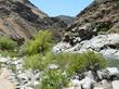 Cephalanthus occidentalis, California Buttonwillow, in the foreground, growing along the Kern River, in the narrow Kern Canyon, of Kern county, California.  - grid24_24