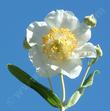 Carpenteria californica, Bush anemone flowers - grid24_24