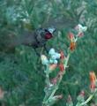 Dudleya pulverulenta, Chalk Liveforever  with an Anna Hummingbird