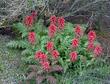 Pedicularis densiflora, Indian Warrior is a semi-parasite of Chamise. - grid24_24