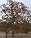 Quercus lobata, White Oak with fall color. - grid24_24