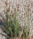 Juncus xiphioides Iris Leaved Rush