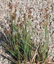 Juncus xiphioides Iris Leaved Rush - grid24_24