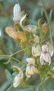 Keckiella breviflora, Yawning Penstemon, is so pale, with purple lines, and ranges from the valley to the mountains of California.  - grid24_24