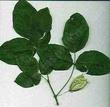 Staphylea bolanderi Bladder Nut