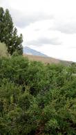 Ceanothus velutinus in the Eastern Sierras - grid24_24