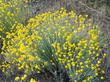 Eriophyllum confertiflorum, Golden Yarrow, is shown here in full flower in a sunny open area of the California chaparral.